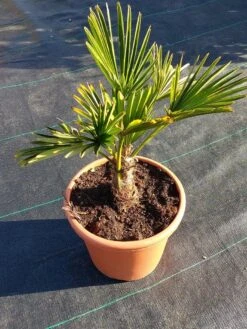 Winterharde Palm (Trachycarpus Wagnerianus) 13 Winterharde Palm (Trachycarpus Wagnerianus) -PlantenPracht Winkel 20220217 112456 1