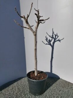 Vijg Op Stam (Ficus Carica) -PlantenPracht Winkel 20220223 125904 1 1