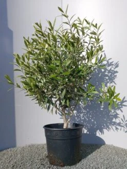 Olijf Als Struik (Olea Europaea) 29 Olijf Als Struik (Olea Europaea) -PlantenPracht Winkel 20220223 132146
