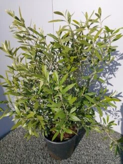 Olijf Als Struik (Olea Europaea) -PlantenPracht Winkel 20220223 132223 1