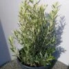 Olijf Als Struik (Olea Europaea) -PlantenPracht Winkel 20220223 132404