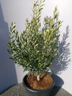 Olijf Als Struik (Olea Europaea) 25 Olijf Als Struik (Olea Europaea) -PlantenPracht Winkel 20220223 132509