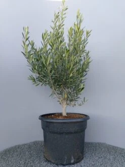 Olijf Als Struik (Olea Europaea) -PlantenPracht Winkel 20220223 132609 2