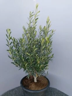 Olijf Als Struik (Olea Europaea) -PlantenPracht Winkel 20220223 132617 2