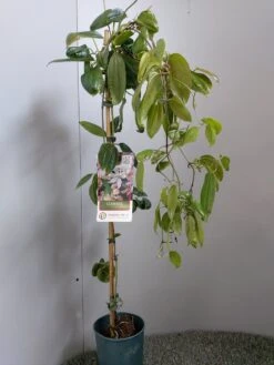 Groenblijvende Clematis (Clematis Armandii 'Hendersonii Rubra') -PlantenPracht Winkel 20220613 162124 1