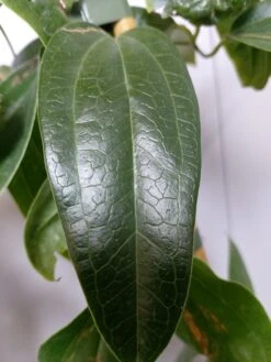 Groenblijvende Clematis (Clematis Armandii 'Hendersonii Rubra') -PlantenPracht Winkel 20220613 162250 1