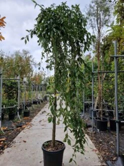 Japanse Treursierkers (Prunus 'White Fountain') 6 Japanse Treursierkers (Prunus 'White Fountain') -PlantenPracht Winkel 20221003 123432 2