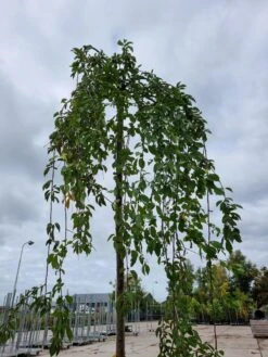 Treursierkers (Prunus Subhirtella 'Pendula Rosea') -PlantenPracht Winkel 20221003 124006
