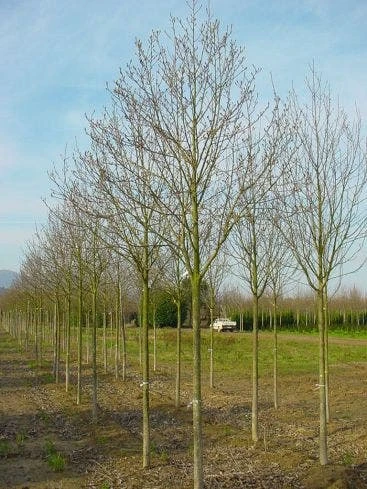 Beverboom (Magnolia Cylindrica) 3 Beverboom (Magnolia Cylindrica)