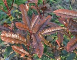 Glansmispel (Photinia Serratifolia ‘Crunchy’) -PlantenPracht Winkel 21 rec ret photinia crunchy rev100 jardin 11mars14