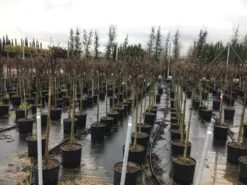 Beverboom Op Stam (Magnolia Soulangeana) 5 Beverboom Op Stam (Magnolia Soulangeana) -PlantenPracht Winkel 22