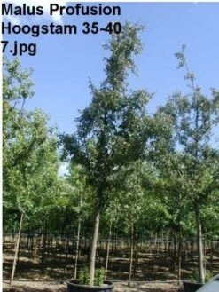 Sierappel (Malus 'Profusion' ) -PlantenPracht Winkel 226malusprofusionho 11 2