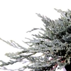 Jeneverbes (Juniperus Horizontalis 'Icee Blue')