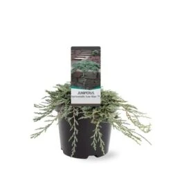 Jeneverbes (Juniperus Horizontalis 'Icee Blue') -PlantenPracht Winkel 233100.030c03 2146537