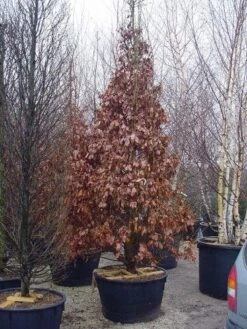 Perzisch IJzerhout Als Struik (Parrotia Persica) -PlantenPracht Winkel 239parrotiapersicasolt 14
