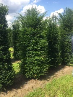 Grote Venijnboom (Taxus Baccata) -PlantenPracht Winkel 250300x 100 125 1 2