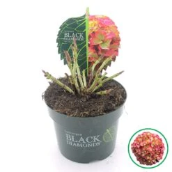 Hortensia (Hydrangea Black Diamonds Red Angel) -PlantenPracht Winkel 2 4 1