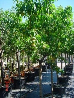 Perzikboom (Prunus Persica) -PlantenPracht Winkel 312prunuspersica 3