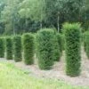 Taxus (Taxus Baccata Cilinder) 2 Taxus (Taxus Baccata Cilinder) -PlantenPracht Winkel 343taxusbaccatacilinder 1