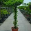 Toscaanse Jasmijn Als Dakboom (Trachelospermum Jasminoides ) -PlantenPracht Winkel 368trachelospermumjasminoidesparasol 4 2