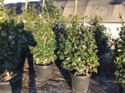 Camelia (Camellia Japonica 'Nuccio's Pearl') -PlantenPracht Winkel 3 3 2