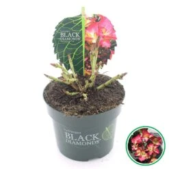 Hortensia (Hydrangea Black Diamonds Dark Angel) -PlantenPracht Winkel 3 4 1