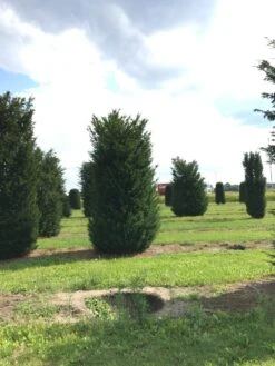 Grote Venijnboom (Taxus Baccata) -PlantenPracht Winkel 400450x 150 200