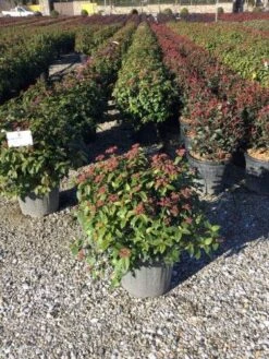 Sneeuwbal Als Bolvorm (Viburnum Tinus 'Eve Price') -PlantenPracht Winkel 4050