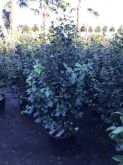 Camelia (Camellia Japonica 'Purity') -PlantenPracht Winkel 4 3