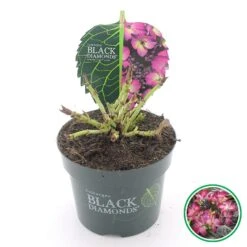 Hortensia (Hydrangea Black Diamonds Dark Angel Purple) 5 Hortensia (Hydrangea Black Diamonds Dark Angel Purple) -PlantenPracht Winkel 4 4 1