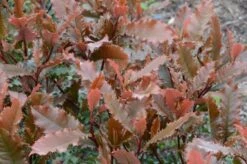 Glansmispel (Photinia Serratifolia ‘Crunchy’) -PlantenPracht Winkel 4 photinia crunchy rev100 haie 5mai15