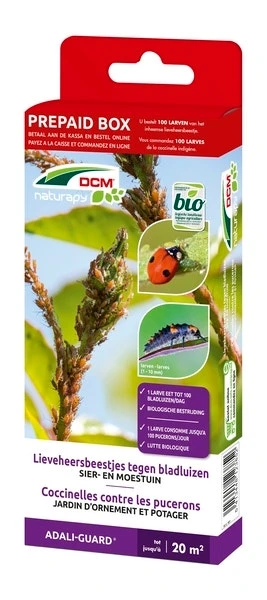 Lieveheersbeestjes Larven Tegen Bladluizen (DCM Adali-Guard®) 3 Lieveheersbeestjes Larven Tegen Bladluizen (DCM Adali-Guard®)