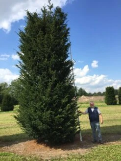 Grote Venijnboom (Taxus Baccata) -PlantenPracht Winkel 550600 x 175 200 1 2