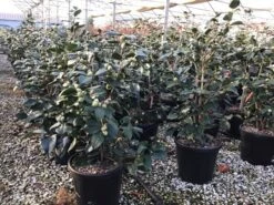 Camelia (Camellia Japonica 'R.L. Wheeler') -PlantenPracht Winkel 5 1 1 1