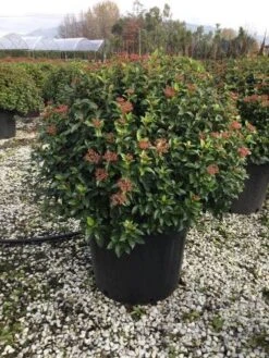 Sneeuwbal Als Bolvorm (Viburnum Tinus 'Eve Price') -PlantenPracht Winkel 6070 3