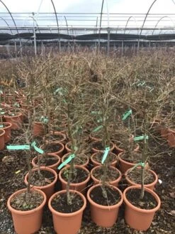 Japanse Esdoorn (Acer Palmatum 'Viridis') -PlantenPracht Winkel 8 1