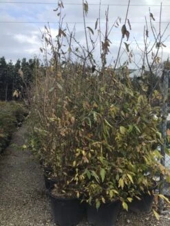 Winterzoet (Chimonanthus Praecox) -PlantenPracht Winkel 9