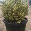 Kardinaalshoed Als Bol (Euonymus Japonicus 'Bravo') -PlantenPracht Winkel 92dad862 0f9e 4dee 96e6 88c471cb2c98