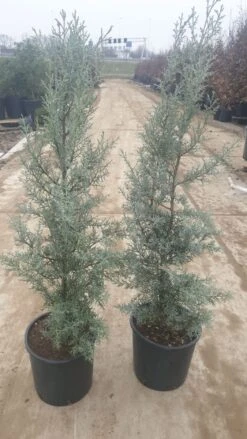 Cipres (Cupressus Arizonica 'Glauca') -PlantenPracht Winkel 94d98ecf eeaf 4488 bd36 6b6bea13f39a