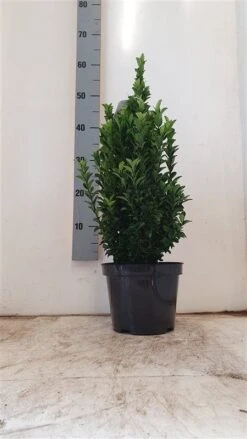 Kardinaalshoed (Euonymus Japonicus 'Green Spire') -PlantenPracht Winkel a6c12d405af6033cf7ed27cc629eac30