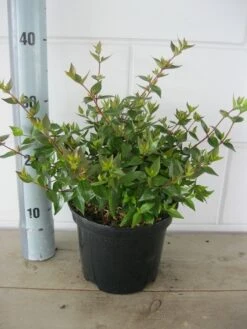 Abelia (Abelia Grandiflora 'Sherwood') -PlantenPracht Winkel abelia sherwood c3 18 7 2019