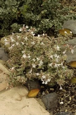 Abelia (Abelia Grandiflora 'Confetti') -PlantenPracht Winkel abelia x grandiflora confetti