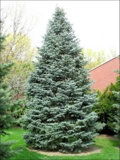 Colorado Zilverspar (Abies Concolor) -PlantenPracht Winkel abies concolor 1