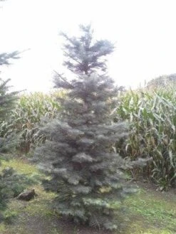 Colorado Zilverspar (Abies Concolor) -PlantenPracht Winkel abies concolor 300 350 1