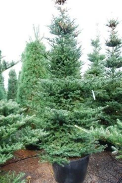 Koreaanse Zilverspar (Abies Koreana) -PlantenPracht Winkel abies koreana 1