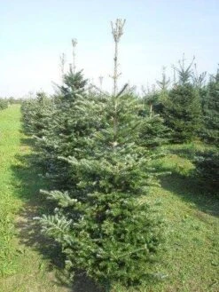 Koreaanse Zilverspar (Abies Koreana) -PlantenPracht Winkel abies koreana 175 200 1