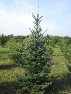 Koreaanse Zilverspar (Abies Koreana) -PlantenPracht Winkel abies koreana 200 250 1 1