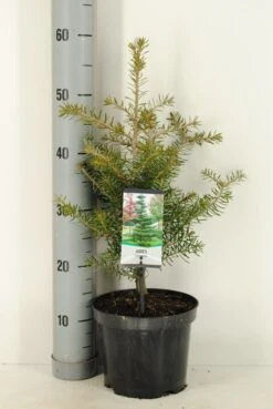 Koreaanse Zilverspar (Abies Koreana) -PlantenPracht Winkel abies koreana c3 m