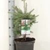 Koreaanse Zilverspar (Abies Koreana) 2 Koreaanse Zilverspar (Abies Koreana) -PlantenPracht Winkel abies koreana c5 m