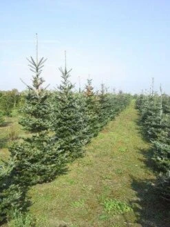 Koreaanse Zilverspar (Abies Koreana) -PlantenPracht Winkel abies koreana diverse